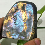 Labradorite Multicolores